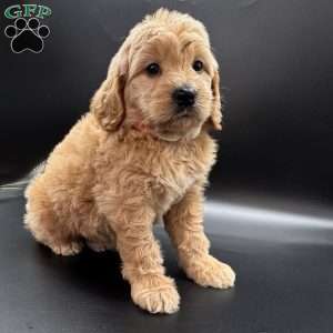 Wells, Mini Goldendoodle Puppy